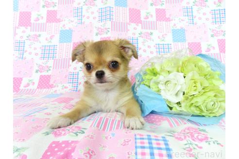 商談中の千葉県のチワワ(ロングコート)-385608の2枚目