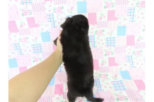 成約済の千葉県のチワワ(ロングコート)-385609の5枚目