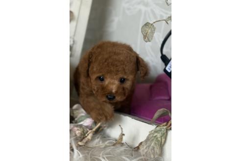 販売中の宮崎県のティーカッププードル-394178の8枚目