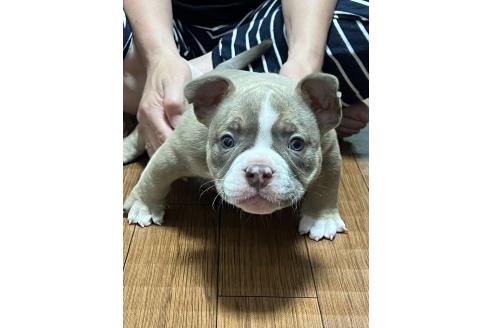 商談中の大阪府のエキゾチックブリー-393286の2枚目