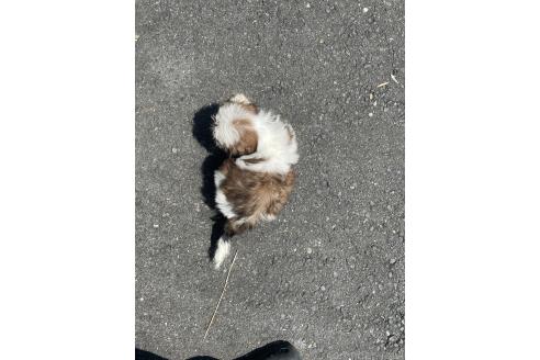 販売中の岐阜県のシーズー-395509の8枚目