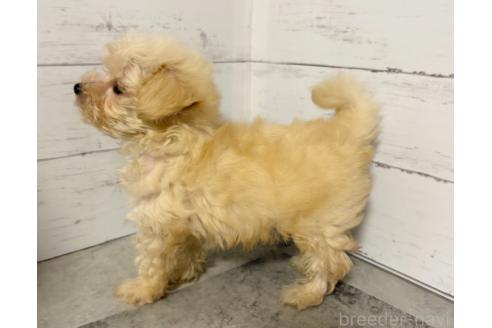 販売中の東京都のその他の犬種-396509の6枚目