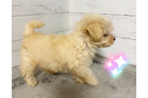 販売中の東京都のその他の犬種-396509の5枚目
