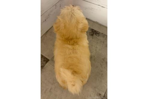 販売中の東京都のその他の犬種-396509の4枚目