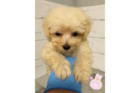 販売中の東京都のその他の犬種-396509の3枚目
