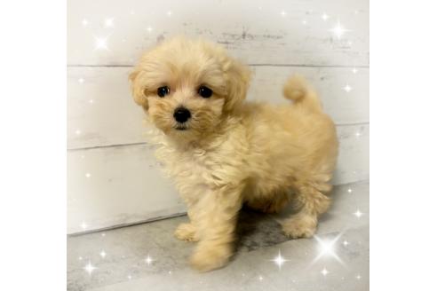 販売中の東京都のその他の犬種-396509の2枚目