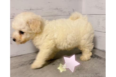 販売中の東京都のその他の犬種-396512の5枚目