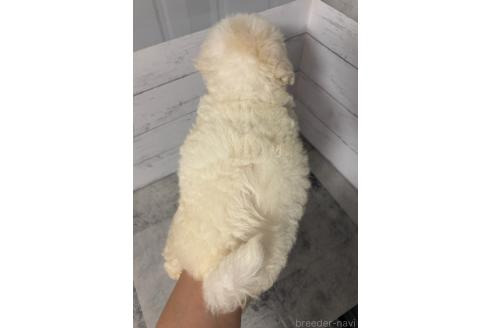販売中の東京都のその他の犬種-396512の3枚目