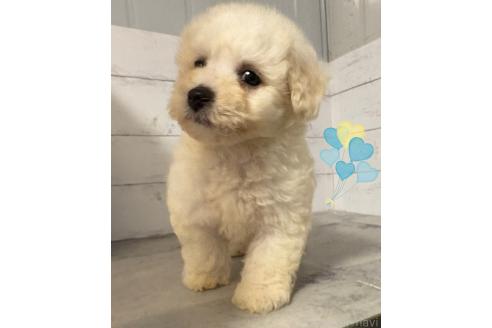 販売中の東京都のその他の犬種-396512の2枚目