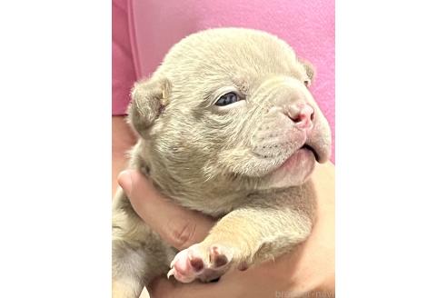 販売中の大阪府のエキゾチックブリー-396521の3枚目