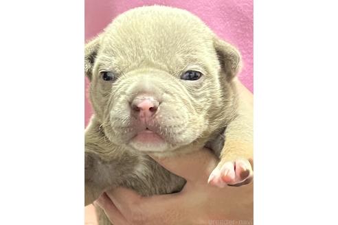 販売中の大阪府のエキゾチックブリー-396521の2枚目