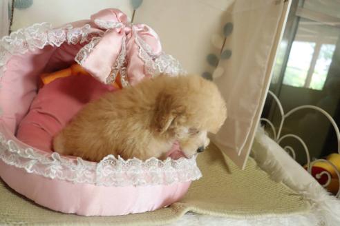 販売中の愛知県のタイニープードル-393661の5枚目