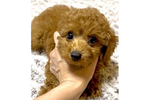 販売中の奈良県のタイニープードル-396085
