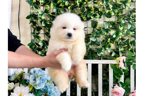 販売中の茨城県のサモエド-396538の5枚目