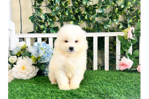 販売中の茨城県のサモエド-396538の4枚目