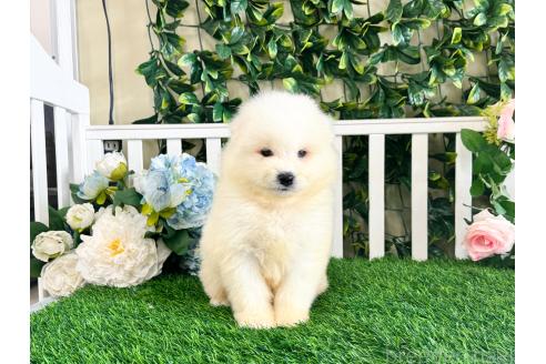 販売中の茨城県のサモエド-396538の2枚目
