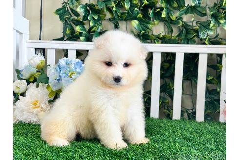 販売中の茨城県のサモエド-396539の5枚目