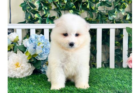 販売中の茨城県のサモエド-396539の3枚目