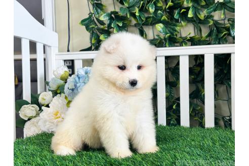 販売中の茨城県のサモエド-396539の2枚目