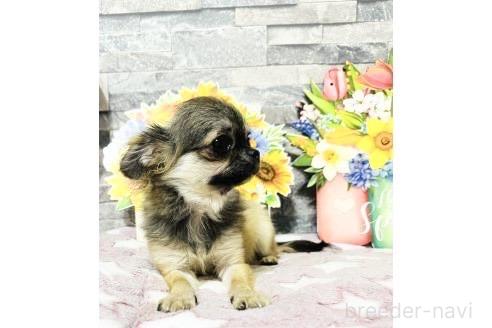 販売中の兵庫県のチワワ(ロングコート)-393684の4枚目