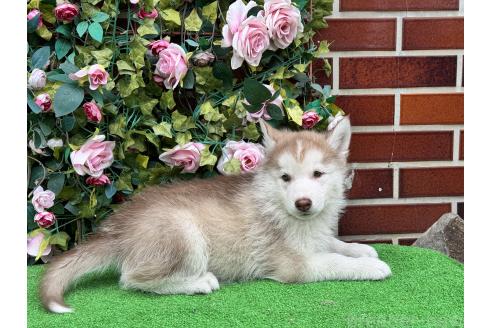 販売中の茨城県のシベリアンハスキー-396540の2枚目