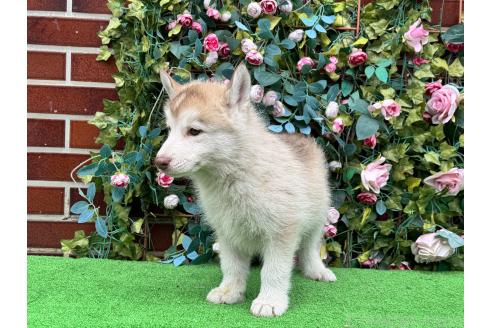 販売中の茨城県のシベリアンハスキー-396542の5枚目