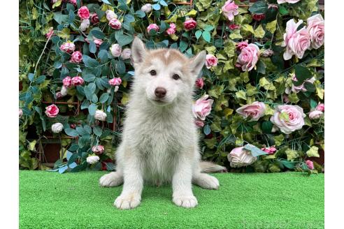 販売中の茨城県のシベリアンハスキー-396542の4枚目