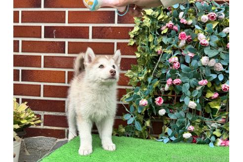 販売中の茨城県のシベリアンハスキー-396543の3枚目