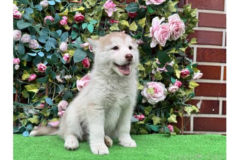 販売中の茨城県のシベリアンハスキー-396544の5枚目