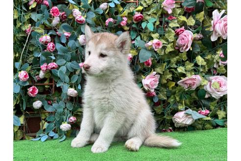 販売中の茨城県のシベリアンハスキー-396544の4枚目