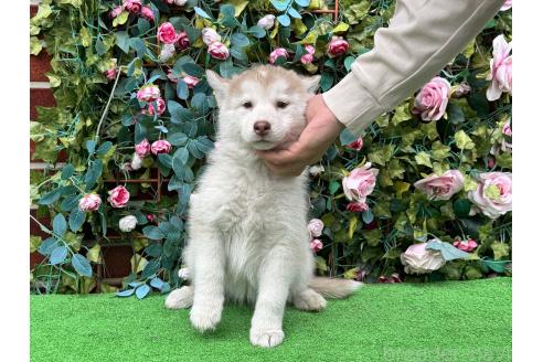 販売中の茨城県のシベリアンハスキー-396544の3枚目