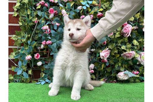 販売中の茨城県のシベリアンハスキー-396544の2枚目
