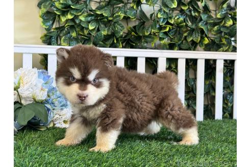 販売中の茨城県のアラスカンマラミュート-396545の4枚目