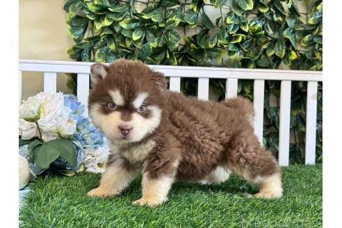 販売中の茨城県のアラスカンマラミュート-396545の2枚目