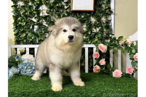 販売中の茨城県のアラスカンマラミュート-392064の2枚目