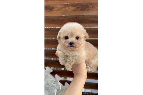 販売中の奈良県のティーカッププードル-396576の2枚目