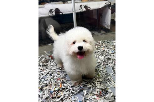 販売中の奈良県のビションフリーゼ-396579の12枚目