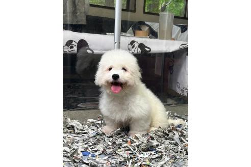 販売中の奈良県のビションフリーゼ-396579の3枚目