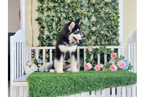 販売中の茨城県のアラスカンマラミュート-392107の6枚目