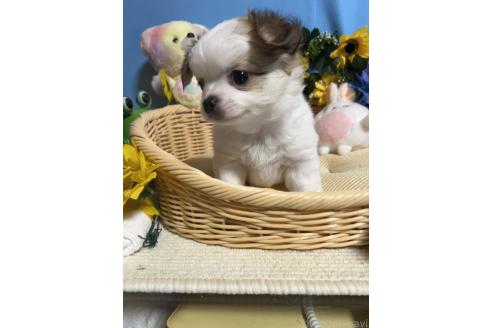 販売中の福岡県のチワワ(ロングコート)-395199の6枚目