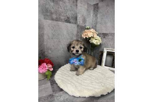 商談中の愛知県のマルックス:マルチーズ×ミニチュアダックスフンド-392537の2枚目