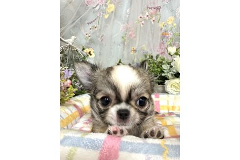販売中の神奈川県のチワワ(ロングコート)-396612の2枚目