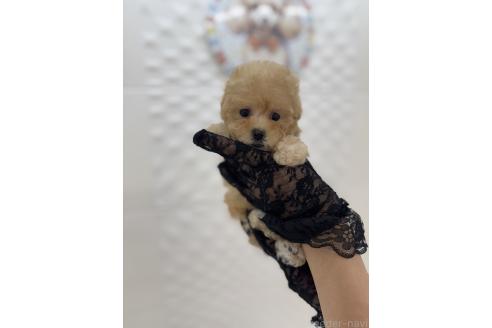 販売中の山梨県のトイプードル-396613の2枚目