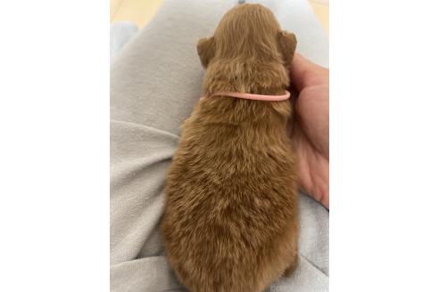 販売中の千葉県のポメプー:ポメラニアン×トイプードル-396616の6枚目