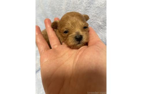販売中の千葉県のポメプー:ポメラニアン×トイプードル-396616の5枚目