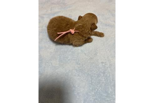 販売中の千葉県のポメプー:ポメラニアン×トイプードル-396616の3枚目