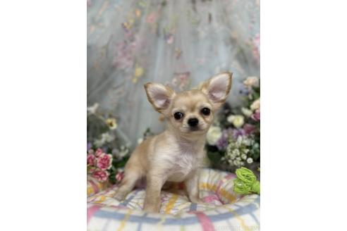 成約済の神奈川県のチワワ(ロングコート)-393985の4枚目