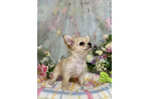 成約済の神奈川県のチワワ(ロングコート)-393985の3枚目