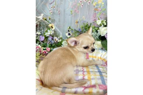 成約済の神奈川県のチワワ(ロングコート)-393985の2枚目