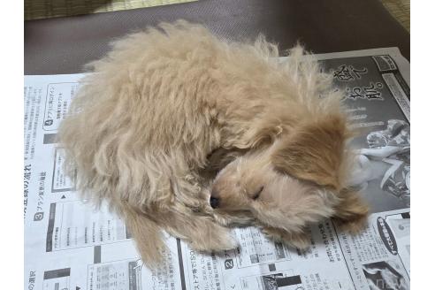 販売中の神奈川県のマルプー:マルチーズ×トイプードル-384810の4枚目